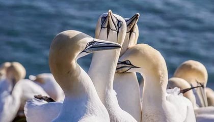 开云-魔术绝地反击中国男篮，保罗关键制胜