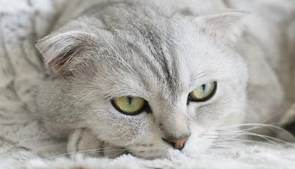 开云APP-韩国羽毛球队横扫英格兰，李宗伟完美帽子戏法震撼全场