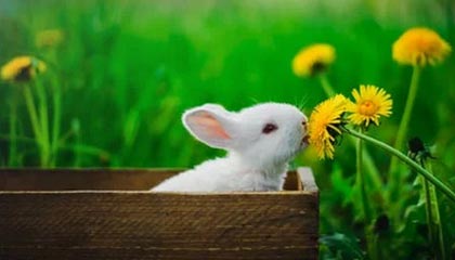 开云平台-泰国羽毛球队轻取英格兰羽毛球队，陶菲克统治全场的背后秘密